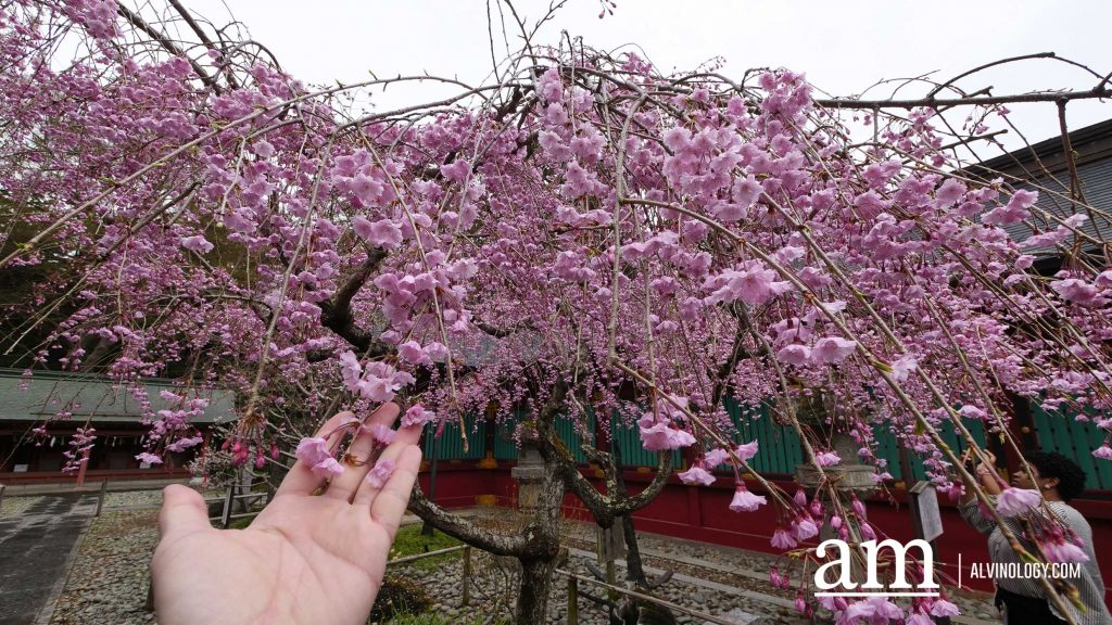 Tohoku, Japan: A Checklist of Hidden Gems to Visit During Cherry Blossom Season Tohoku, Japan: A Checklist of Hidden Gems to Visit During Cherry Blossom Season - Alvinology