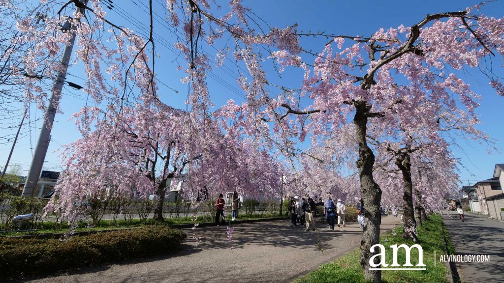 Tohoku, Japan: A Checklist of Hidden Gems to Visit During Cherry Blossom Season Tohoku, Japan: A Checklist of Hidden Gems to Visit During Cherry Blossom Season - Alvinology