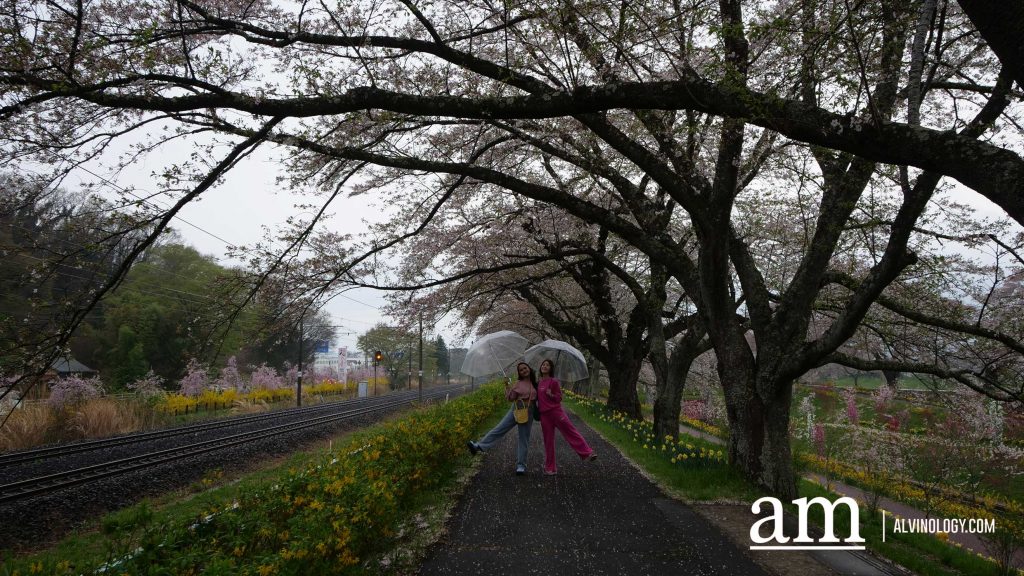 Tohoku, Japan: A Checklist of Hidden Gems to Visit During Cherry Blossom Season Tohoku, Japan: A Checklist of Hidden Gems to Visit During Cherry Blossom Season - Alvinology