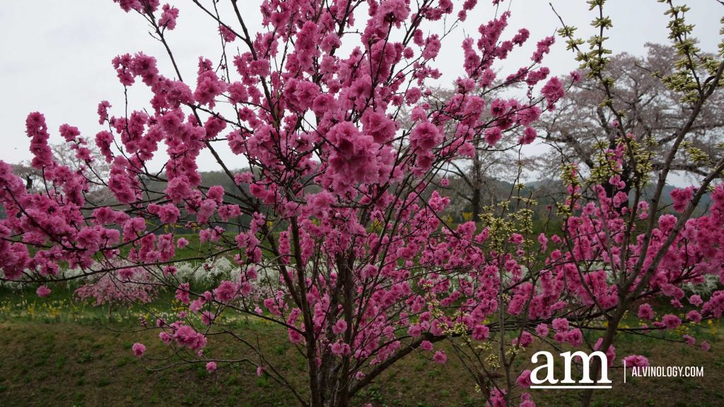 Tohoku, Japan: A Checklist of Hidden Gems to Visit During Cherry Blossom Season Tohoku, Japan: A Checklist of Hidden Gems to Visit During Cherry Blossom Season - Alvinology