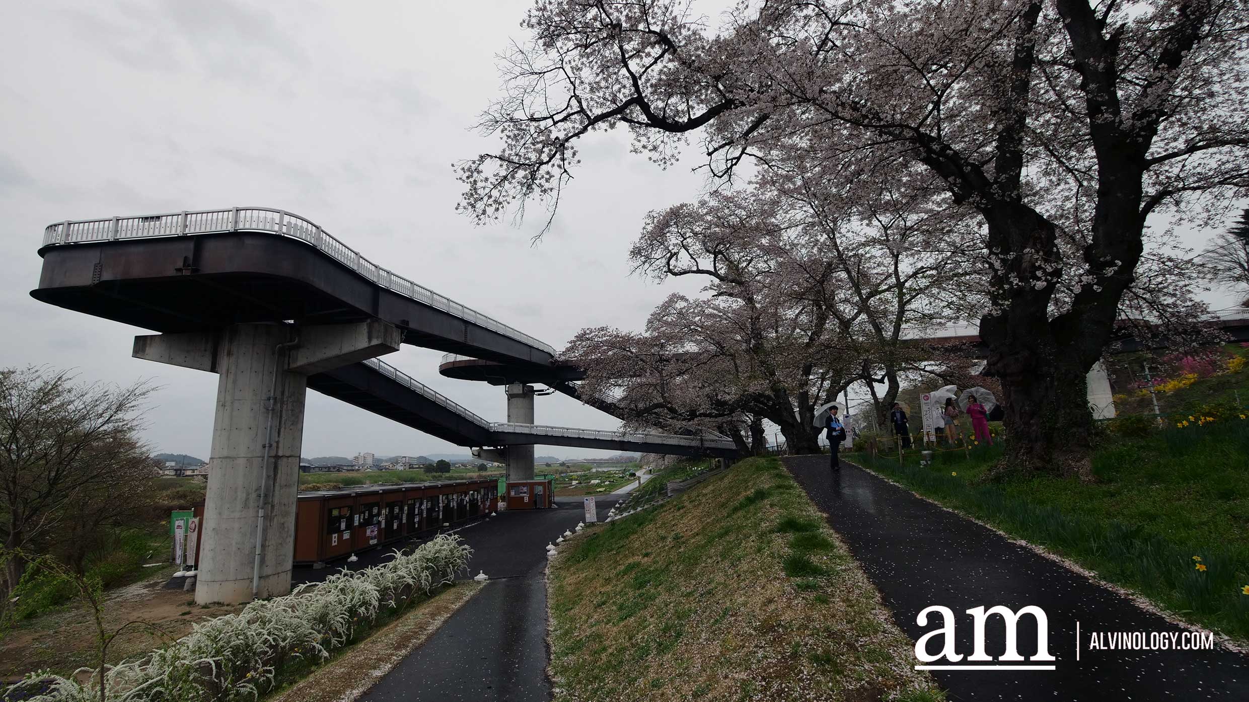 Tohoku, Japan: A Checklist of Hidden Gems to Visit During Cherry Blossom Season Tohoku, Japan: A Checklist of Hidden Gems to Visit During Cherry Blossom Season - Alvinology