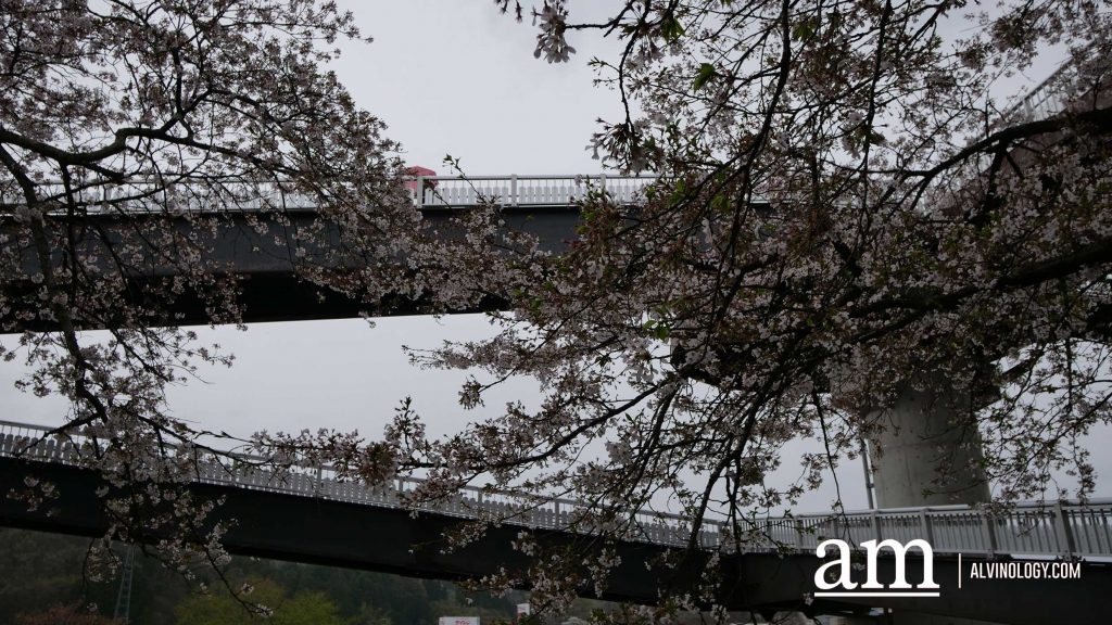 Tohoku, Japan: A Checklist of Hidden Gems to Visit During Cherry Blossom Season Tohoku, Japan: A Checklist of Hidden Gems to Visit During Cherry Blossom Season - Alvinology