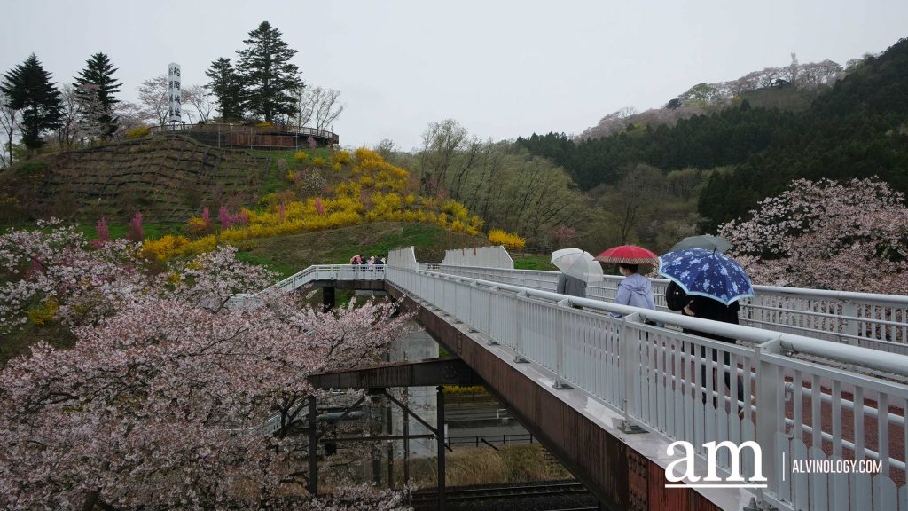 Tohoku, Japan: A Checklist of Hidden Gems to Visit During Cherry Blossom Season Tohoku, Japan: A Checklist of Hidden Gems to Visit During Cherry Blossom Season - Alvinology