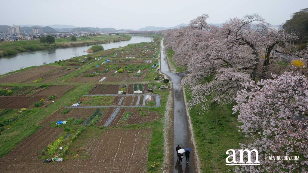 Tohoku, Japan: A Checklist of Hidden Gems to Visit During Cherry Blossom Season Tohoku, Japan: A Checklist of Hidden Gems to Visit During Cherry Blossom Season - Alvinology