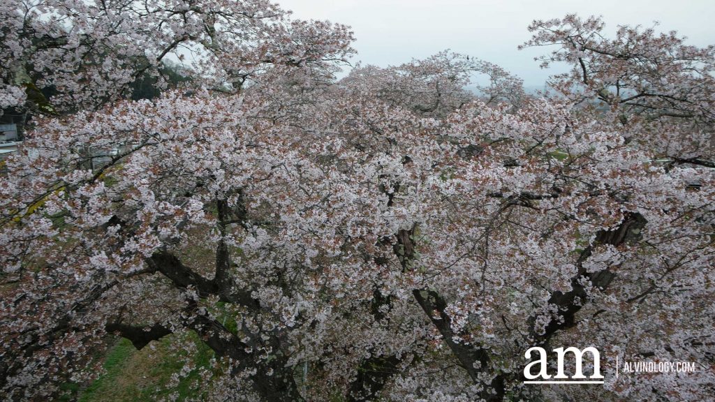 Tohoku, Japan: A Checklist of Hidden Gems to Visit During Cherry Blossom Season Tohoku, Japan: A Checklist of Hidden Gems to Visit During Cherry Blossom Season - Alvinology