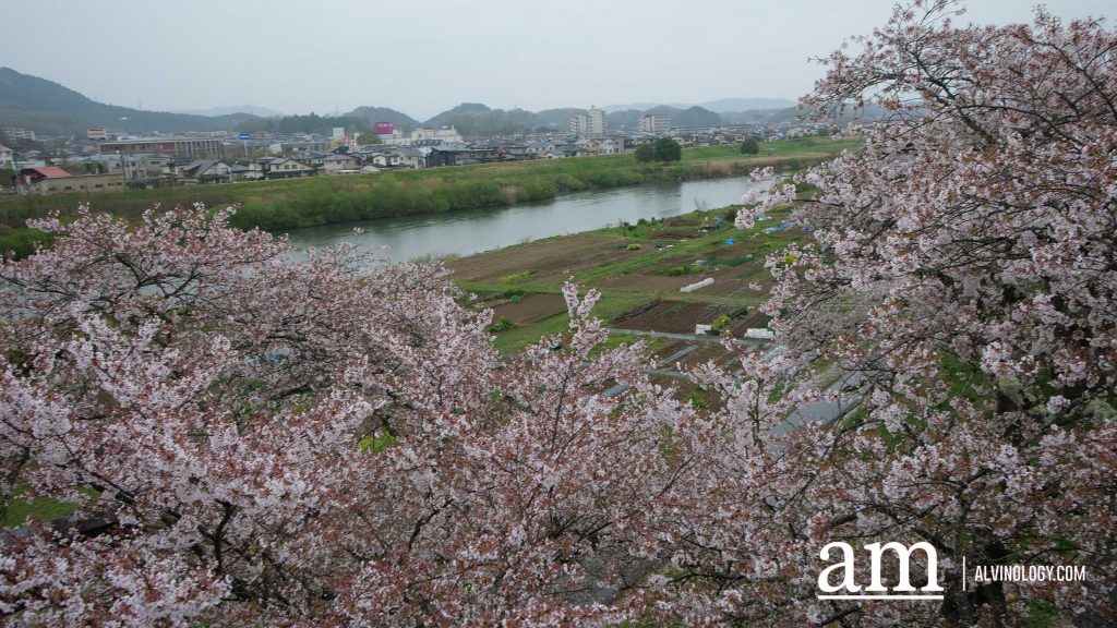 Tohoku, Japan: A Checklist of Hidden Gems to Visit During Cherry Blossom Season Tohoku, Japan: A Checklist of Hidden Gems to Visit During Cherry Blossom Season - Alvinology