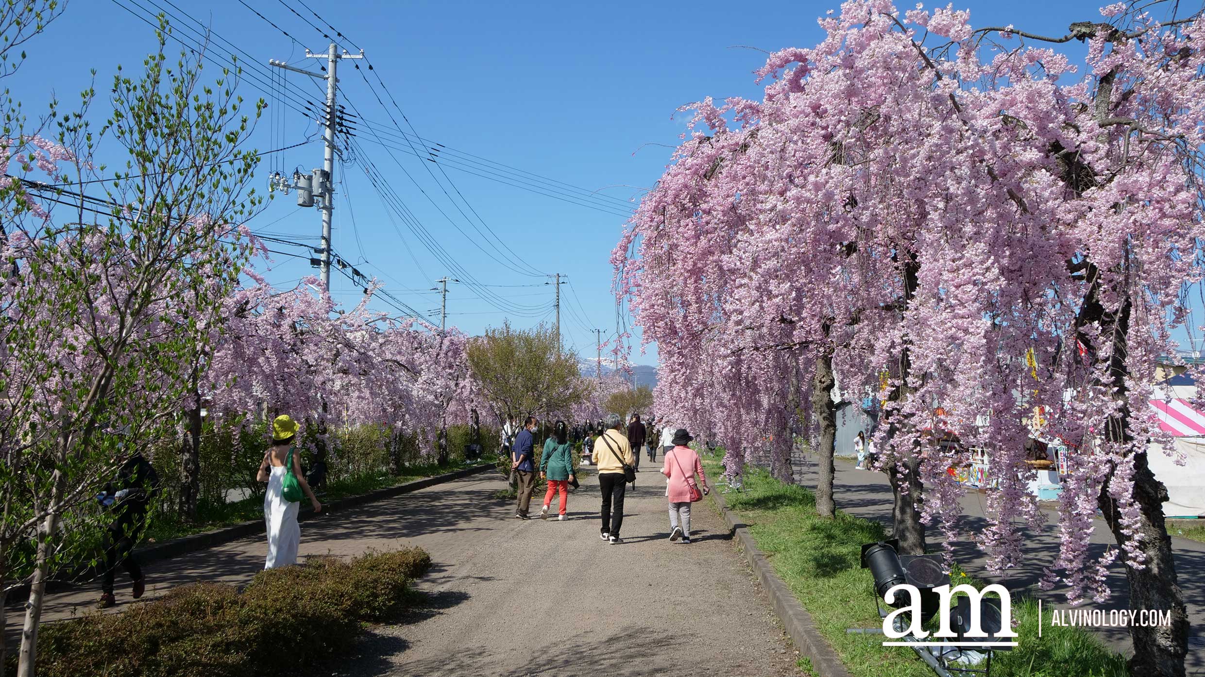 Tohoku, Japan: A Checklist of Hidden Gems to Visit During Cherry Blossom Season Tohoku, Japan: A Checklist of Hidden Gems to Visit During Cherry Blossom Season - Alvinology
