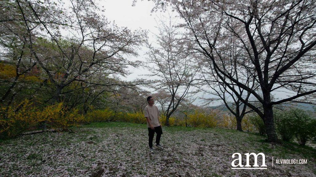 Tohoku, Japan: A Checklist of Hidden Gems to Visit During Cherry Blossom Season Tohoku, Japan: A Checklist of Hidden Gems to Visit During Cherry Blossom Season - Alvinology