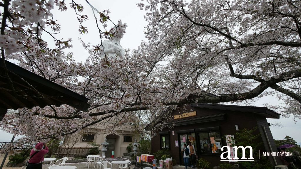 Tohoku, Japan: A Checklist of Hidden Gems to Visit During Cherry Blossom Season Tohoku, Japan: A Checklist of Hidden Gems to Visit During Cherry Blossom Season - Alvinology