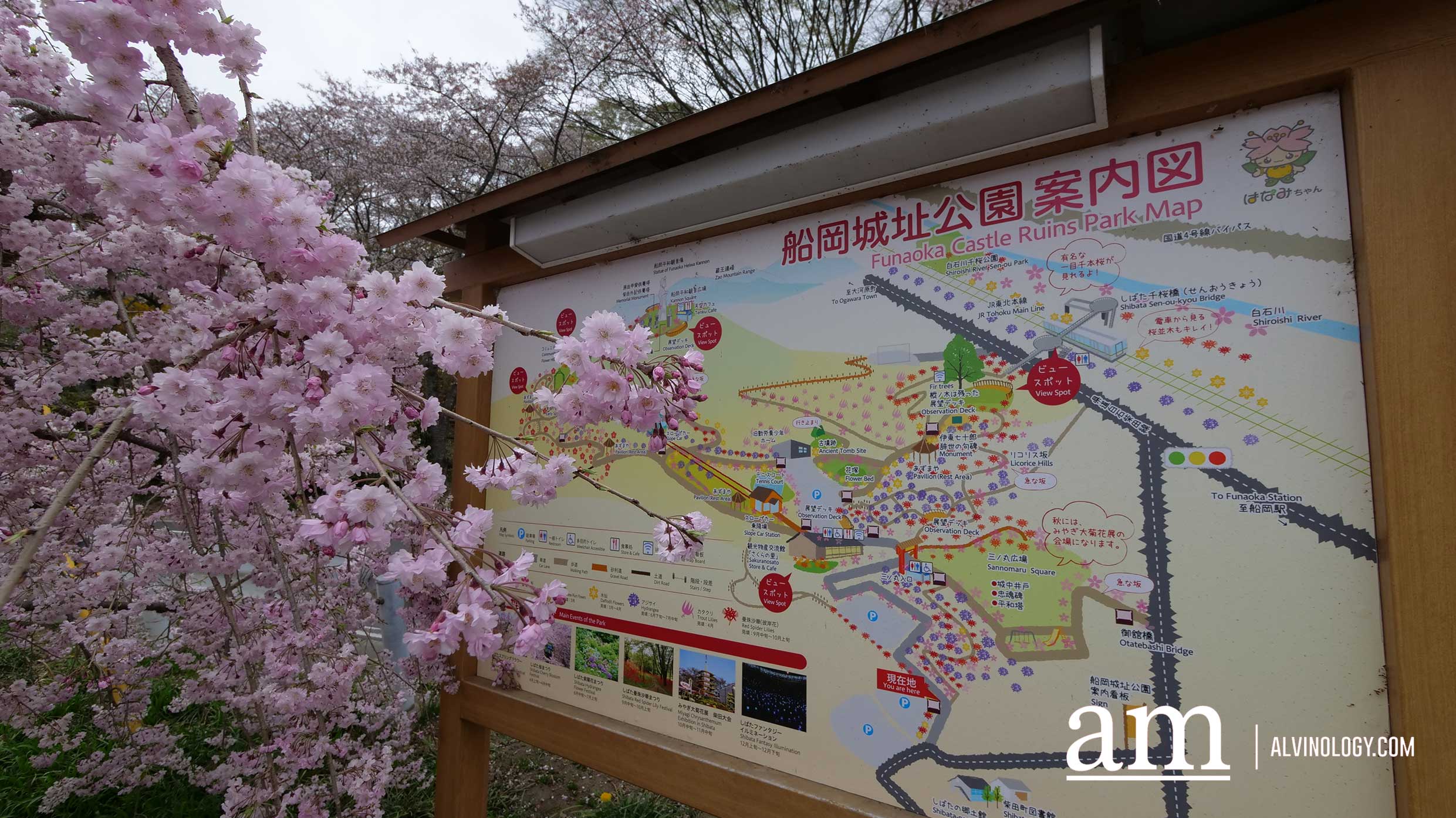 Tohoku, Japan: A Checklist of Hidden Gems to Visit During Cherry Blossom Season Tohoku, Japan: A Checklist of Hidden Gems to Visit During Cherry Blossom Season - Alvinology