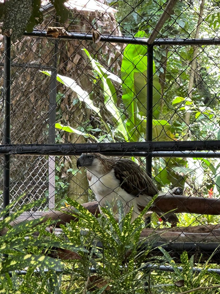 Davao, Philippines: 6 Reasons to Visit this Under-the-Radar and Budget-Friendly Destination! - Alvinology