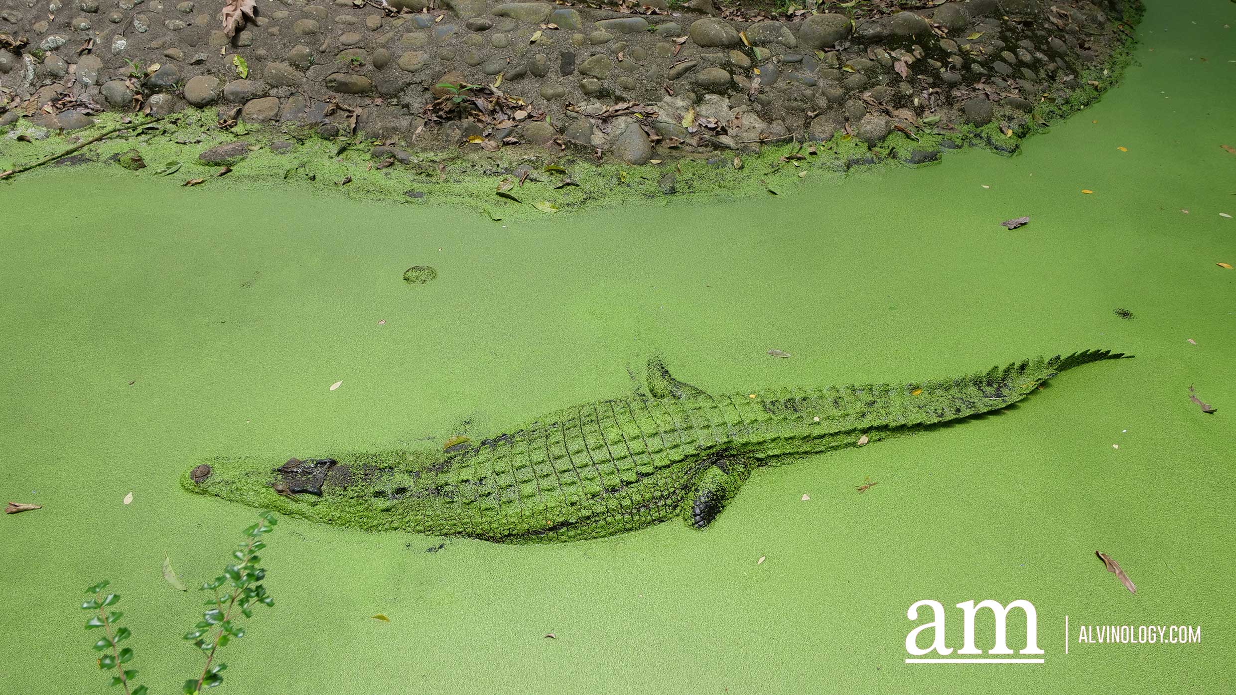 Davao, Philippines: 6 Reasons to Visit this Under-the-Radar and Budget-Friendly Destination! - Alvinology