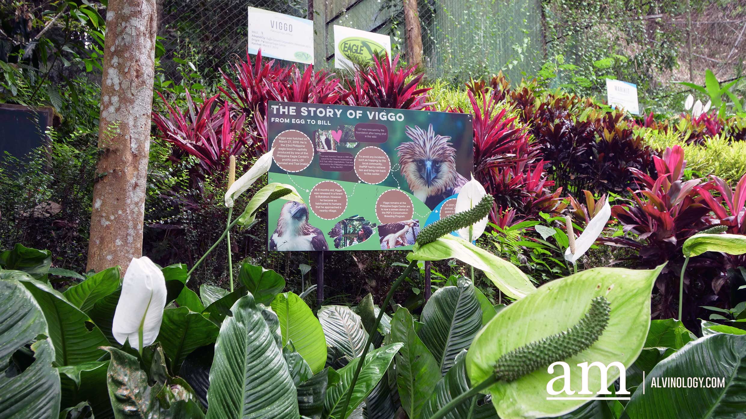 Davao, Philippines: 6 Reasons to Visit this Under-the-Radar and Budget-Friendly Destination! - Alvinology