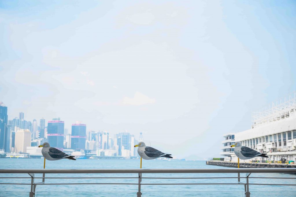 60 Seagulls create a New Instagrammable Check-in Spot of the Iconic Victoria Harbour in Hong Kong - Alvinology