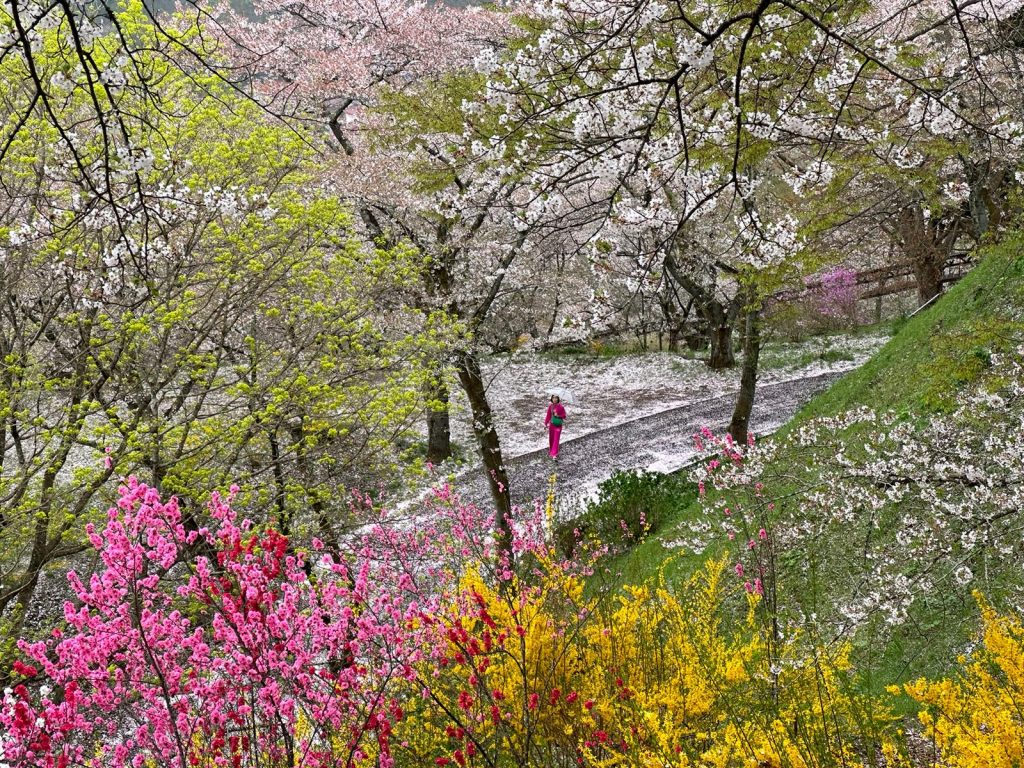 Tohoku, Japan: A Checklist of Hidden Gems to Visit During Cherry Blossom Season - Alvinology