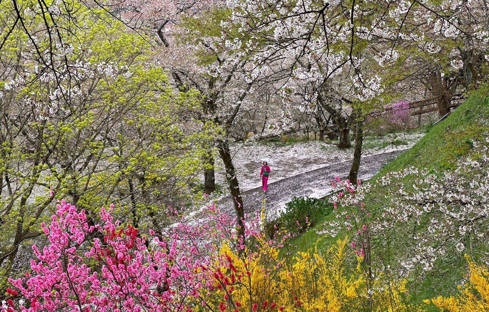 Tohoku, Japan: A Checklist of Hidden Gems to Visit During Cherry Blossom Season - Alvinology