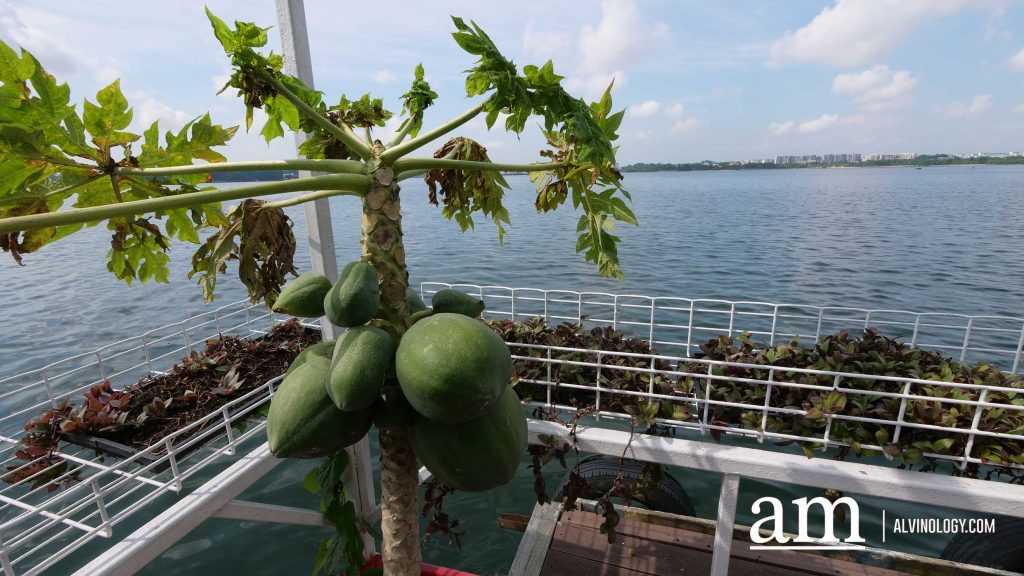 [Review] Exploring Singapore on the Sea with Get Hooked SG's Private Boat Tour - Alvinology