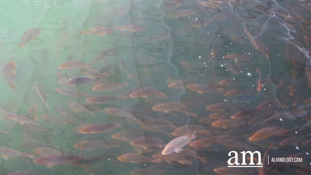 [Review] Exploring Singapore on the Sea with Get Hooked SG's Private Boat Tour - Alvinology