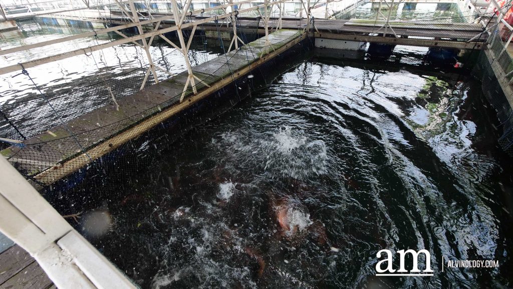 [Review] Exploring Singapore on the Sea with Get Hooked SG's Private Boat Tour - Alvinology