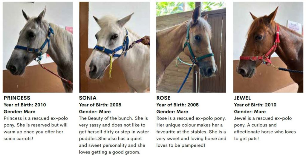 Step into the universe of horses at the Gallop Stable @ Downtown East offering joyrides and stable tours Step into the universe of horses at the Gallop Stable @ Downtown East offering joyrides and stable tours - Alvinology