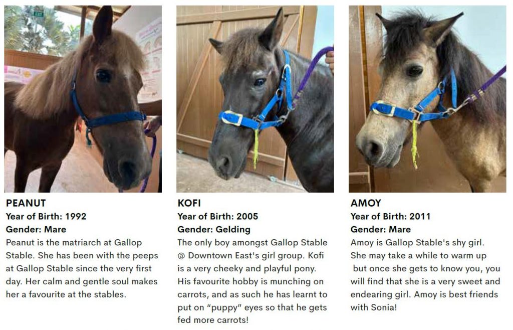Step into the universe of horses at the Gallop Stable @ Downtown East offering joyrides and stable tours Step into the universe of horses at the Gallop Stable @ Downtown East offering joyrides and stable tours - Alvinology