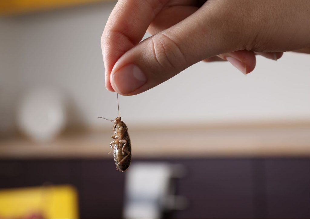The Importance of Regular Professional Cleaning - Alvinology