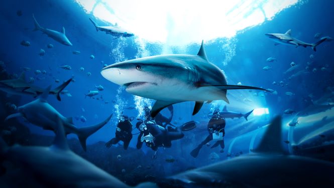 S.E.A. Aquarium Launches PADI-AWARE Dive Programme that lets you dive and swim alongside over 100 sharks - Alvinology