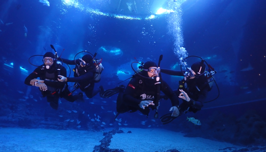 S.E.A. Aquarium Launches PADI-AWARE Dive Programme that lets you dive and swim alongside over 100 sharks S.E.A. Aquarium Launches PADI-AWARE Dive Programme that lets you dive and swim alongside over 100 sharks - Alvinology