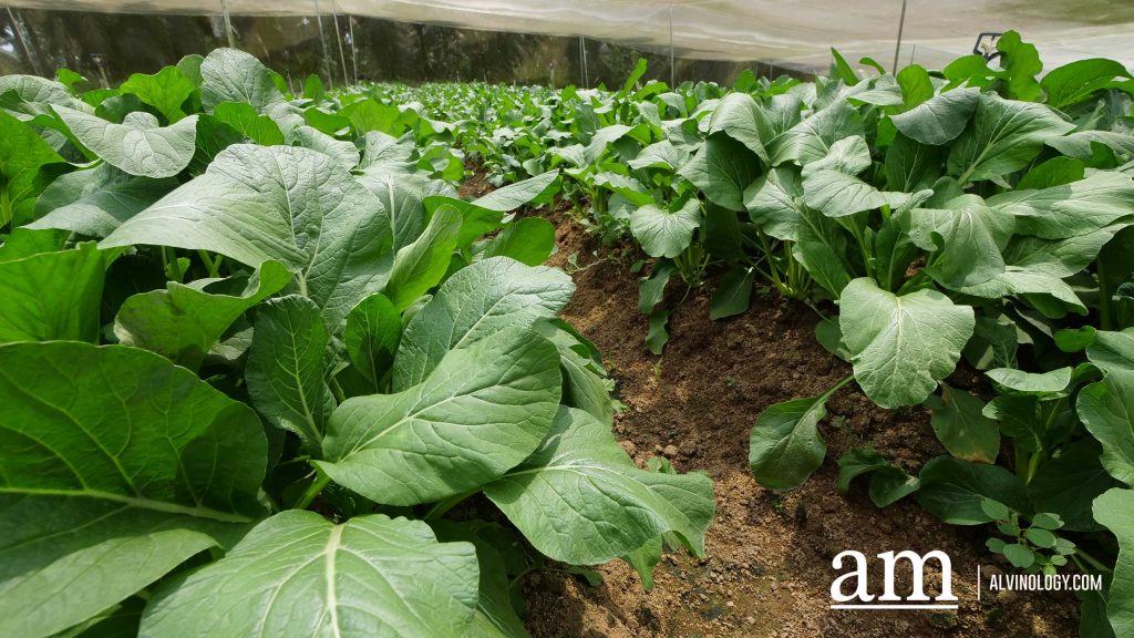 [Event] Uncover Hidden Heritage with My Community Festival 2023 and Venture into Neighbouring Farms in Malaysia - Alvinology