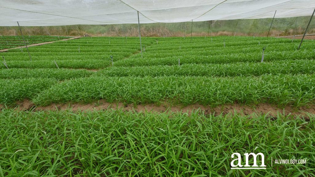 [Event] Uncover Hidden Heritage with My Community Festival 2023 and Venture into Neighbouring Farms in Malaysia - Alvinology