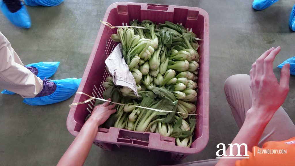 [Event] Uncover Hidden Heritage with My Community Festival 2023 and Venture into Neighbouring Farms in Malaysia - Alvinology