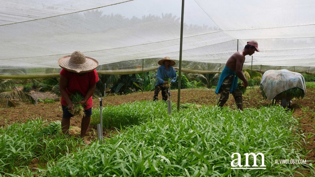 [Event] Uncover Hidden Heritage with My Community Festival 2023 and Venture into Neighbouring Farms in Malaysia - Alvinology