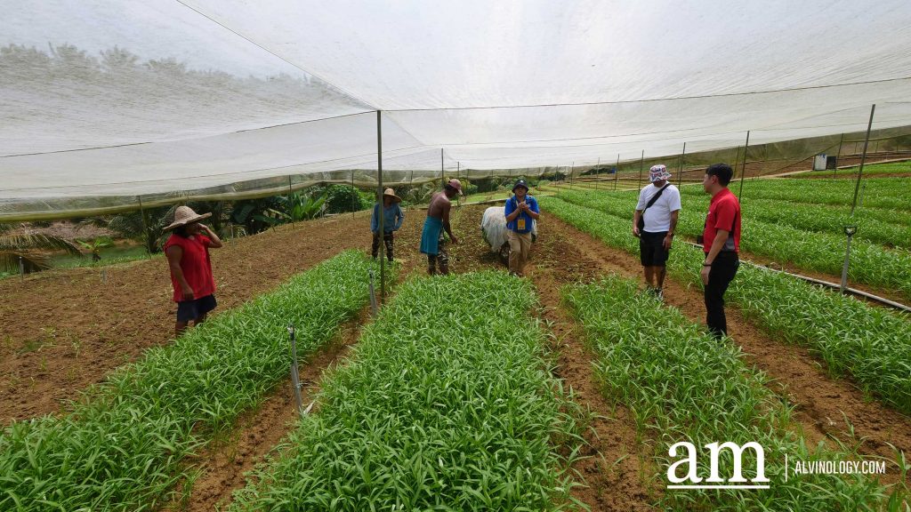 [Event] Uncover Hidden Heritage with My Community Festival 2023 and Venture into Neighbouring Farms in Malaysia - Alvinology