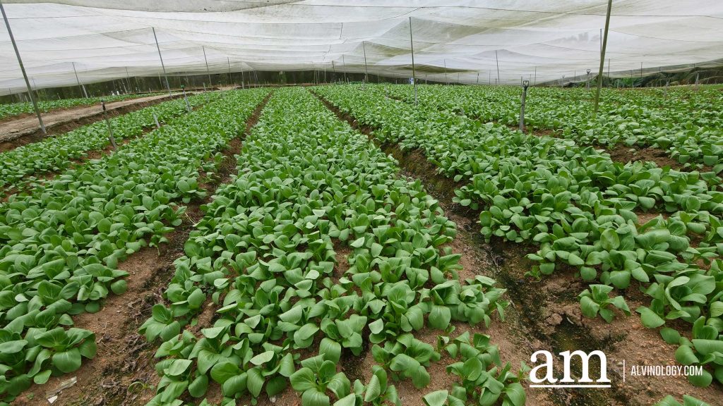[Event] Uncover Hidden Heritage with My Community Festival 2023 and Venture into Neighbouring Farms in Malaysia - Alvinology