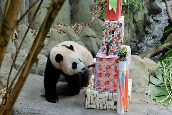 Le Le, now the Independent Panda, Prepares for a Conservation Mission in China Le Le, now the Independent Panda, Prepares for a Conservation Mission in China - Alvinology