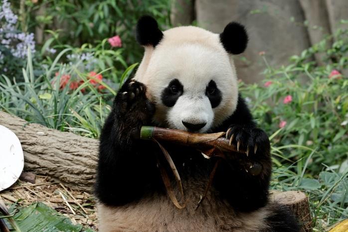 Le Le, now the Independent Panda, Prepares for a Conservation Mission in China Le Le, now the Independent Panda, Prepares for a Conservation Mission in China - Alvinology