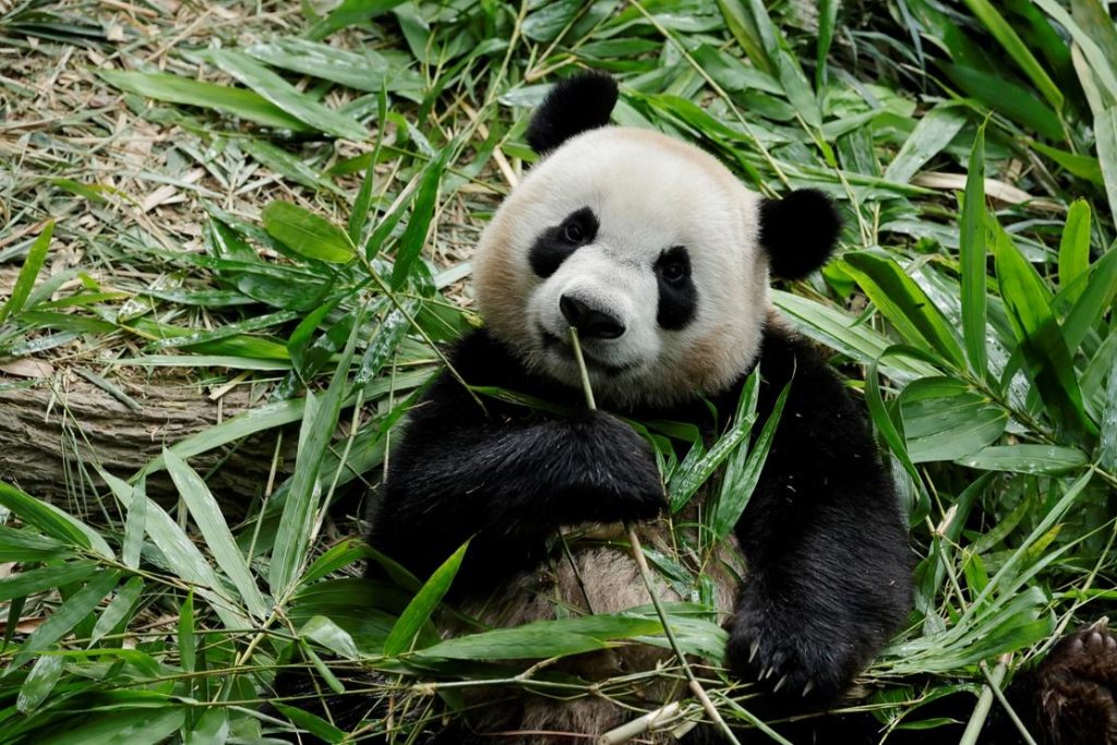 Le Le, now the Independent Panda, Prepares for a Conservation Mission in China - Alvinology