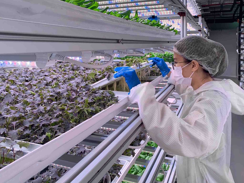 Artisan Green and Siemens Join Forces to Revolutionize Singapore's Agriculture - Alvinology