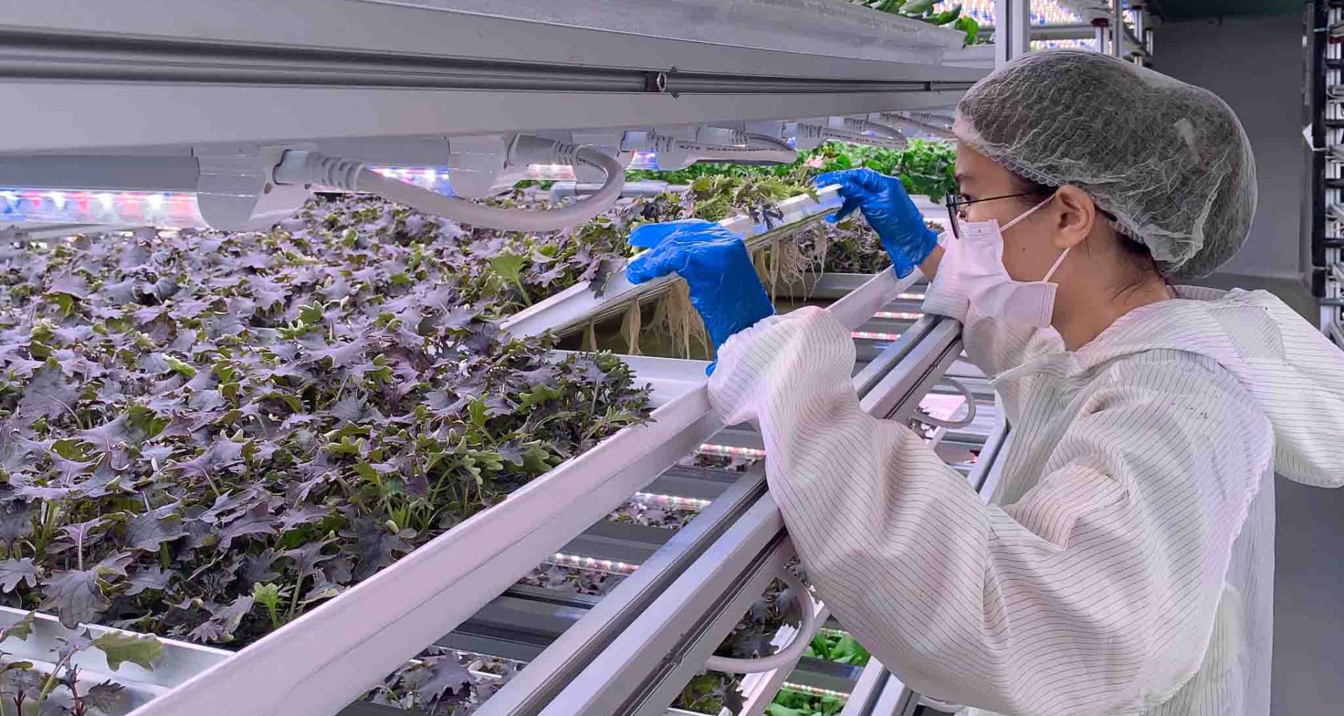 Artisan Green and Siemens Join Forces to Revolutionize Singapore's Agriculture - Alvinology