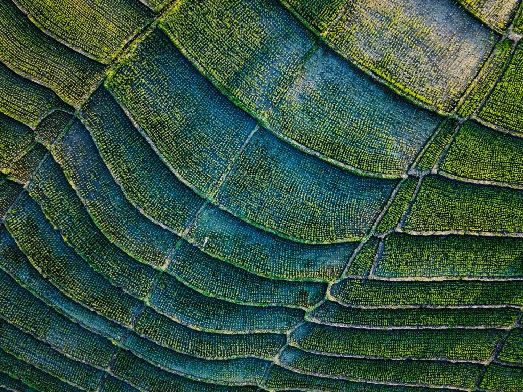 Eco-Friendly Funeral Options: Sustainability in Funeral Services - Alvinology