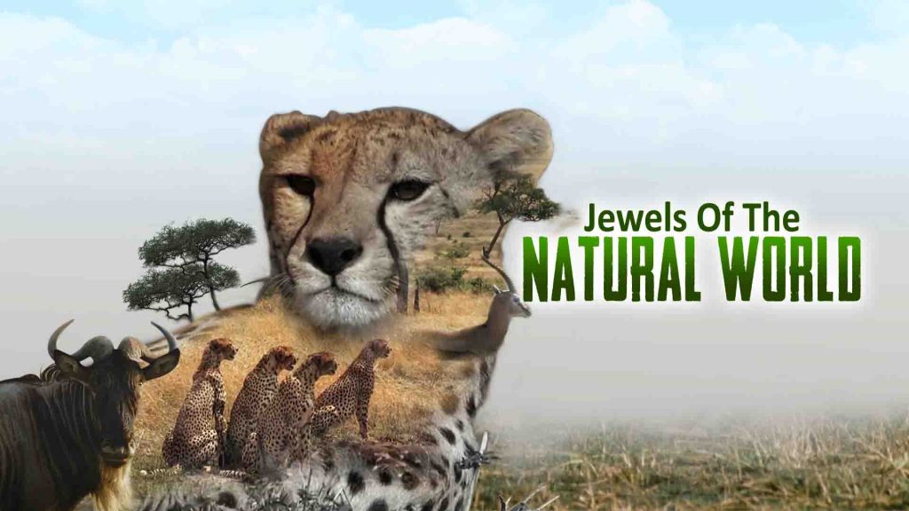 Unleash the Thrills: Holiday Delights on Discovery Channel, TLC, HGTV, AFN, and Animal Planet - Alvinology