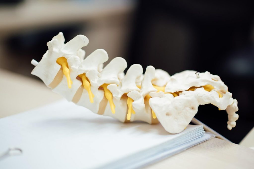 Why a Healthy Spine is the Key to an Active Lifestyle Why a Healthy Spine is the Key to an Active Lifestyle - Alvinology