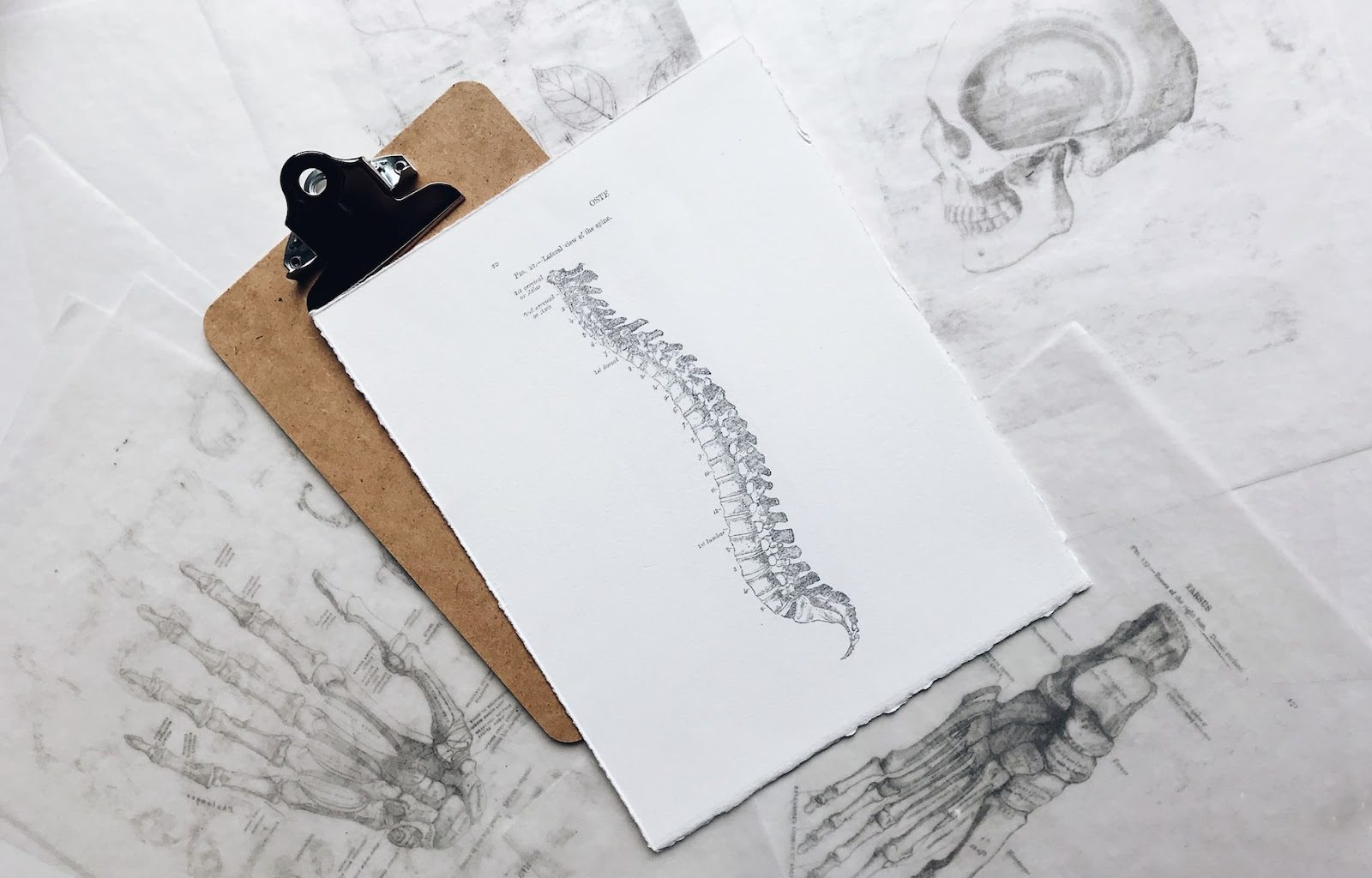 Why a Healthy Spine is the Key to an Active Lifestyle - Alvinology