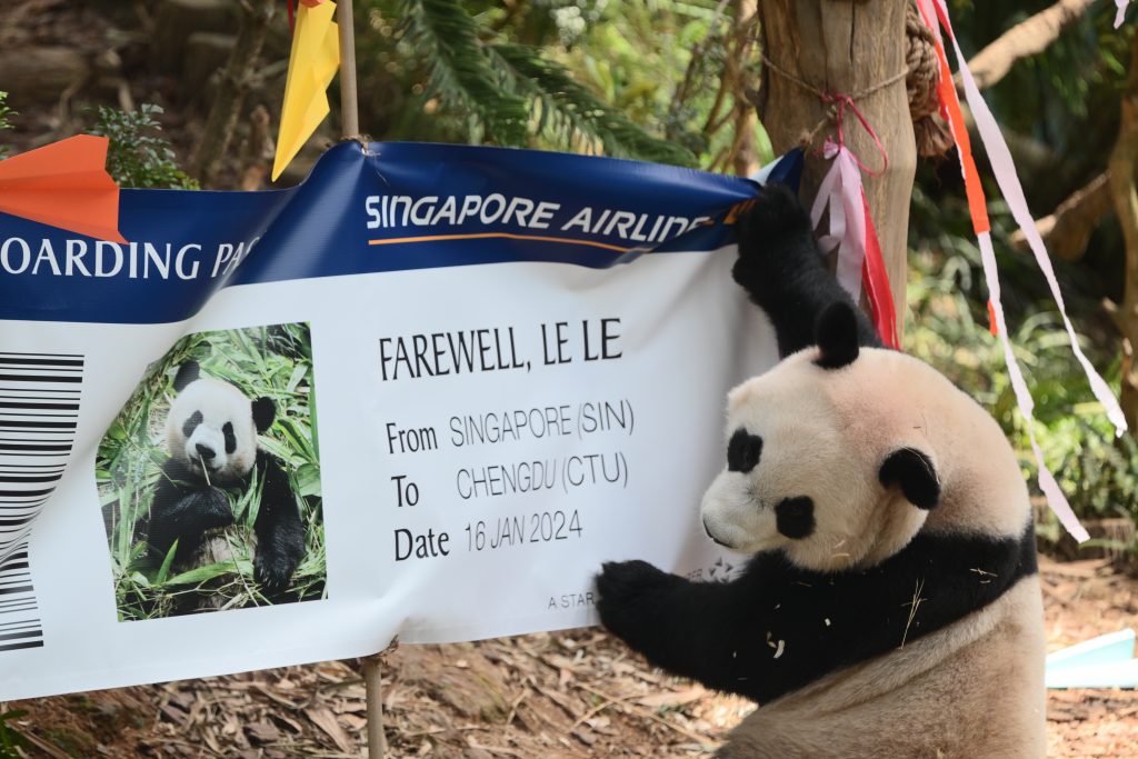 A Heartfelt Farewell to Singapore's Beloved Giant Panda Cub, Le Le, as He Prepares to Embark on Conservation Journey - Alvinology