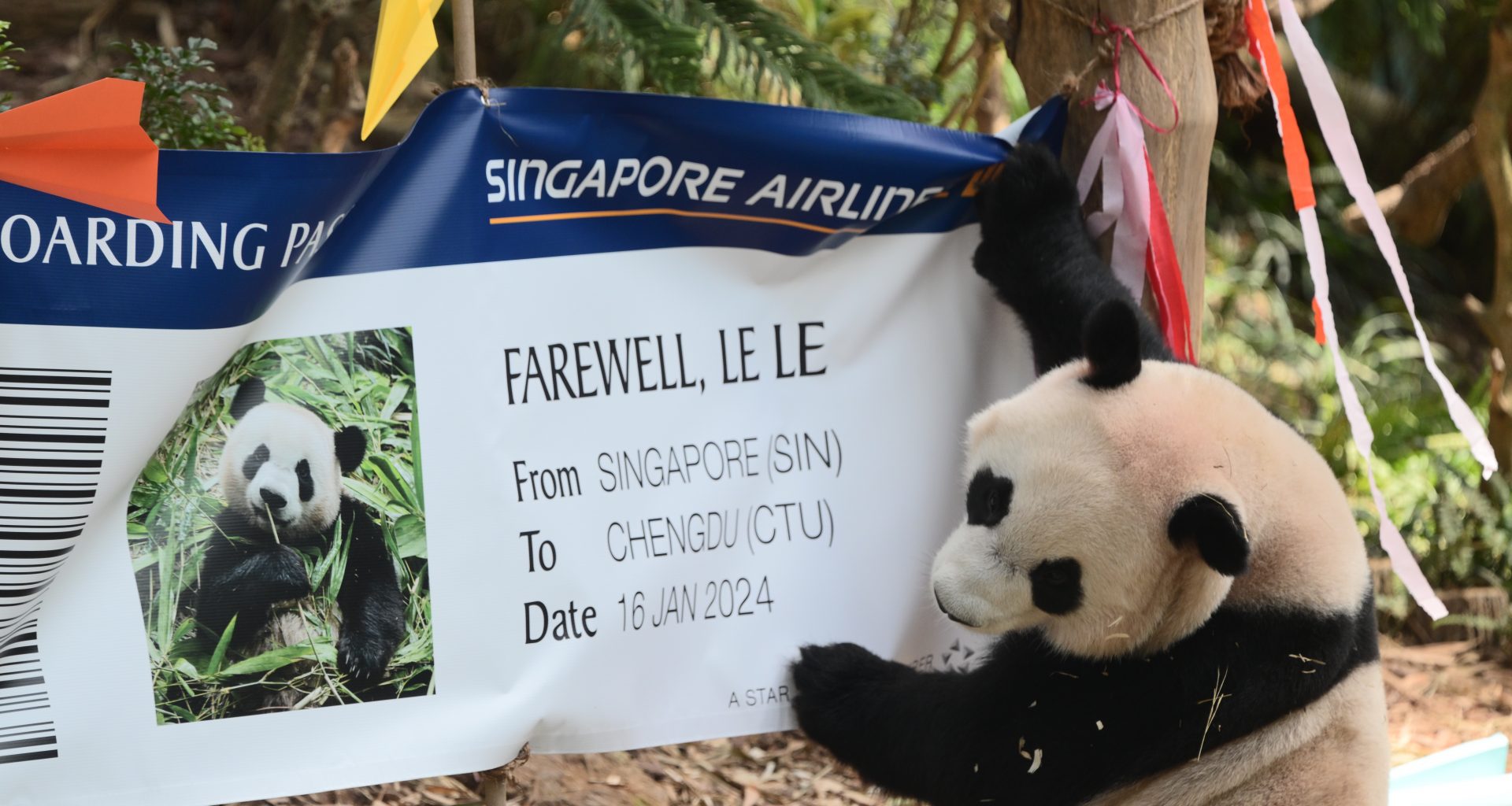A Heartfelt Farewell to Singapore's Beloved Giant Panda Cub, Le Le, as He Prepares to Embark on Conservation Journey - Alvinology