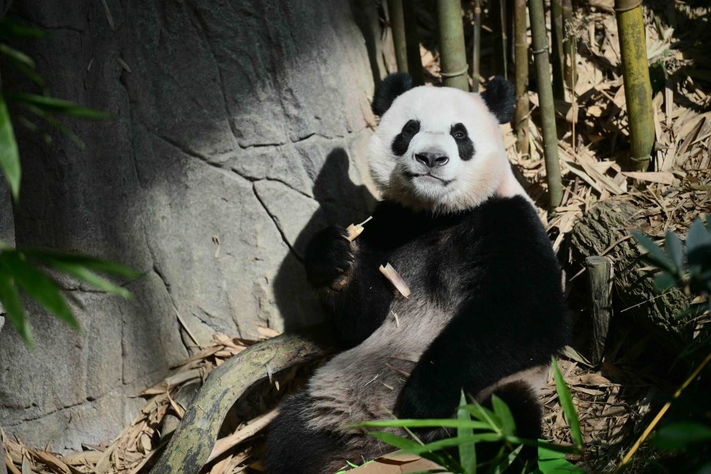 A Heartfelt Farewell to Singapore's Beloved Giant Panda Cub, Le Le, as He Prepares to Embark on Conservation Journey - Alvinology