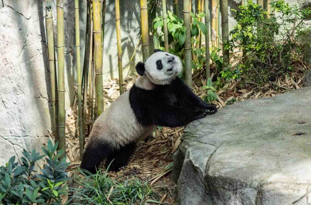 A Heartfelt Farewell to Singapore's Beloved Giant Panda Cub, Le Le, as He Prepares to Embark on Conservation Journey - Alvinology