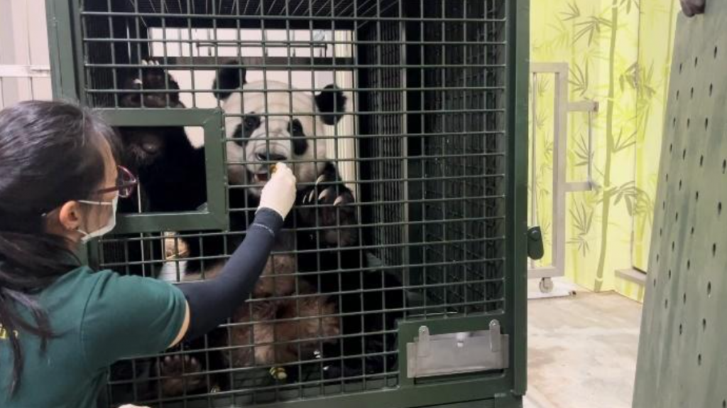 A Heartfelt Farewell to Singapore's Beloved Giant Panda Cub, Le Le, as He Prepares to Embark on Conservation Journey - Alvinology