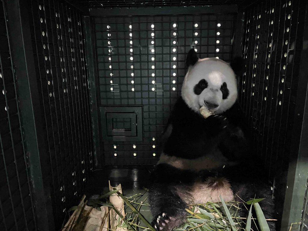 Giant Panda Le Le Embarks on a New Chapter, Safely Arrives in China via Specially Arranged Singapore Airlines Flight - Alvinology