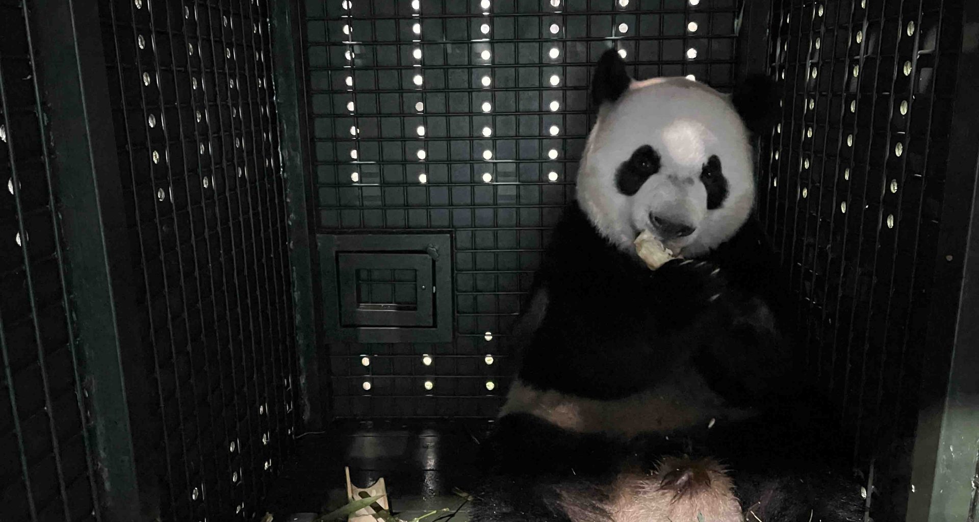 Giant Panda Le Le Embarks on a New Chapter, Safely Arrives in China via Specially Arranged Singapore Airlines Flight - Alvinology